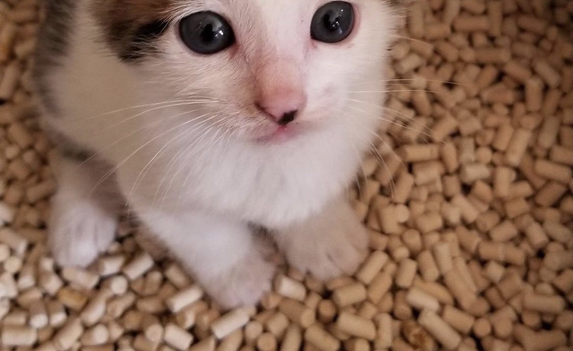 子猫の頃のセロイくん