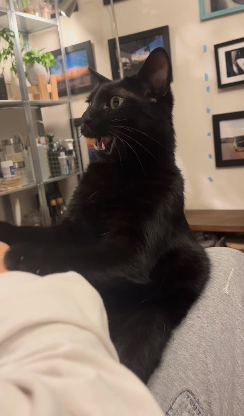 飼い主の上げられた腕に前足を置いて口を開けている猫