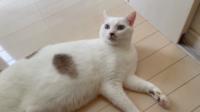 ハクくん正面写真