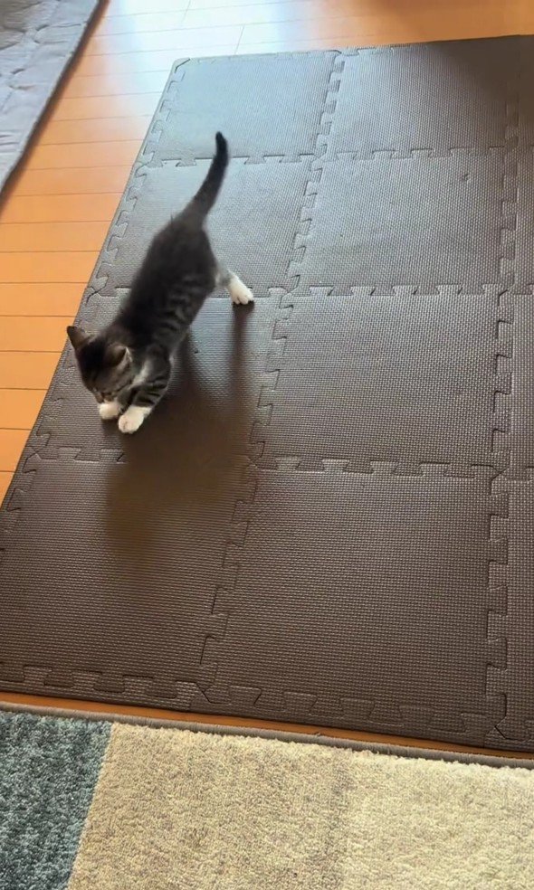 爪とぎをしている子猫