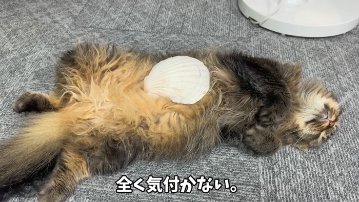 長毛猫