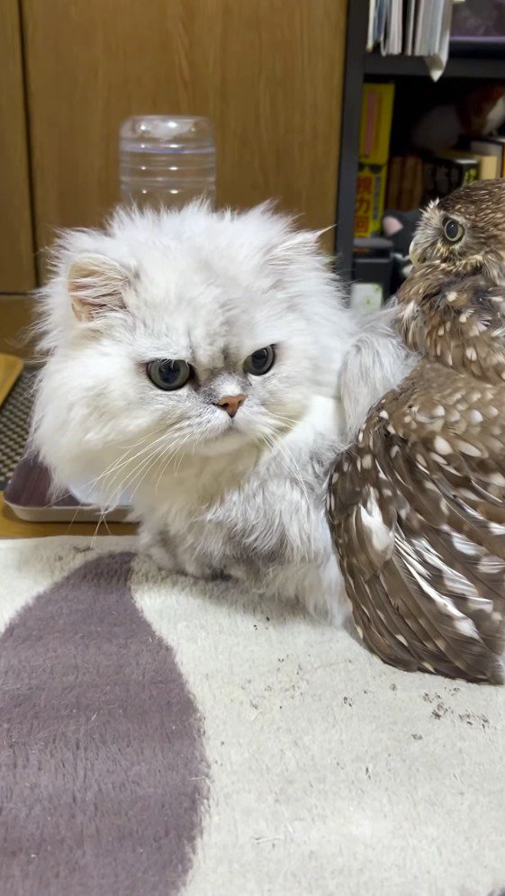 猫の背中に乗るフクロウ