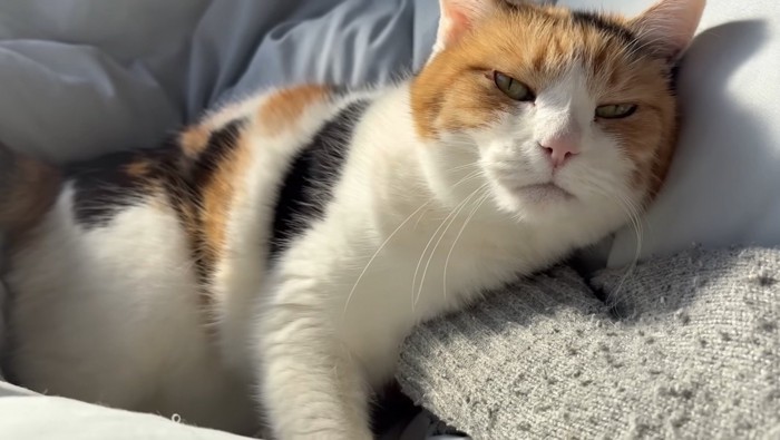 主さんの手を踏みつけている様子