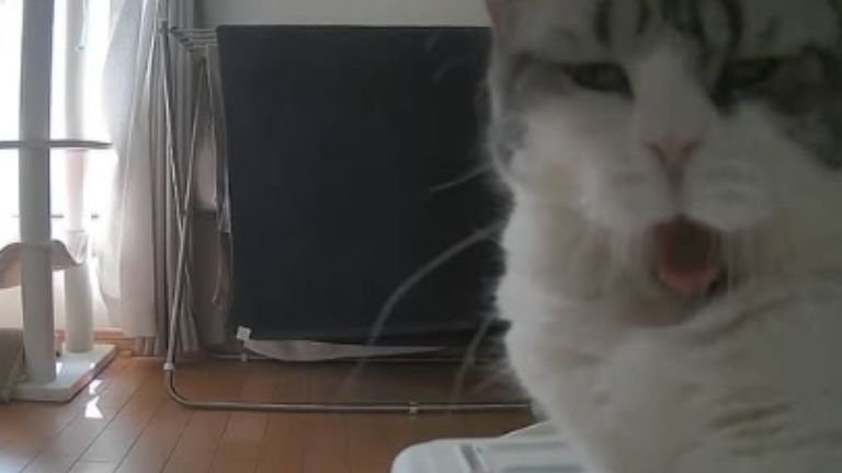 あくびしている猫