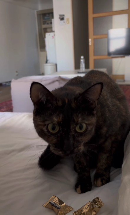 ベッドの上の猫