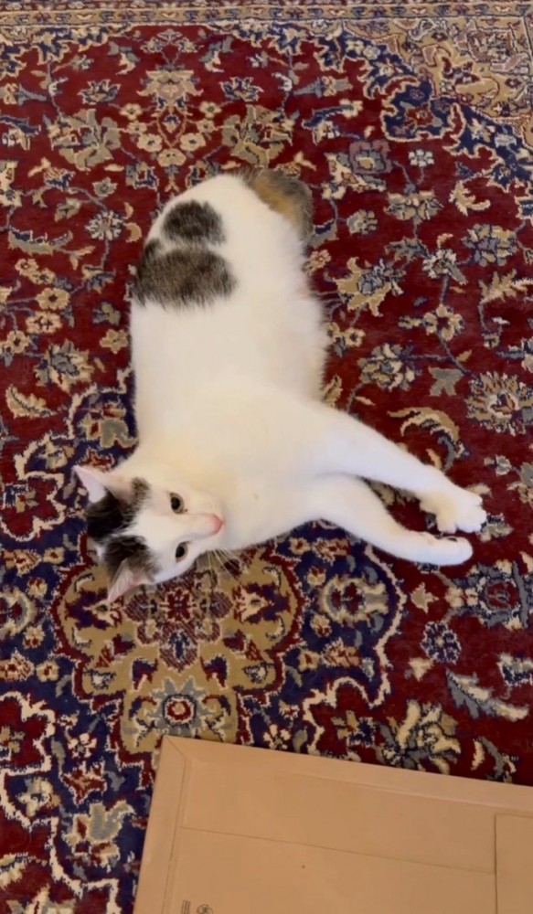 床に寝そべる猫2