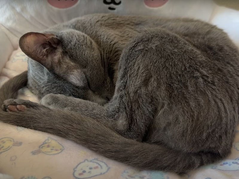 ベッドで寝る猫