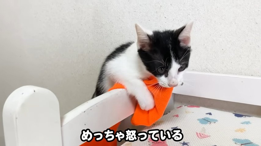 めっちゃ怒っている