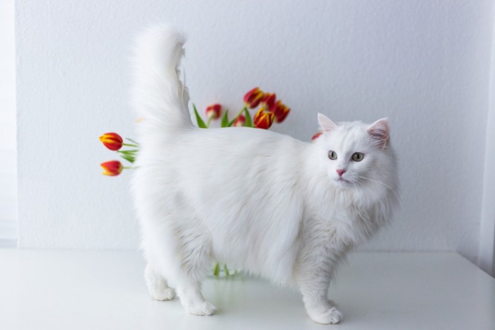 チューリップの前に立つターキッシュアンゴラ