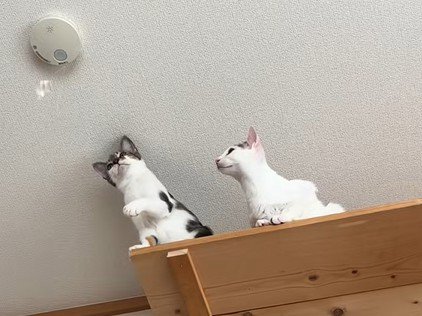 首をかしげる猫