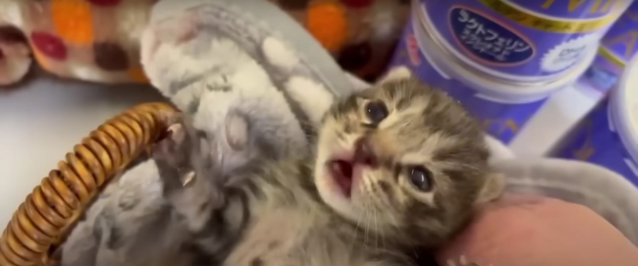 人に抱かれる子猫