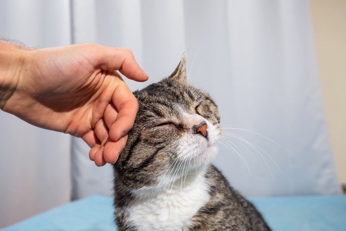 頭を撫でられる高齢猫