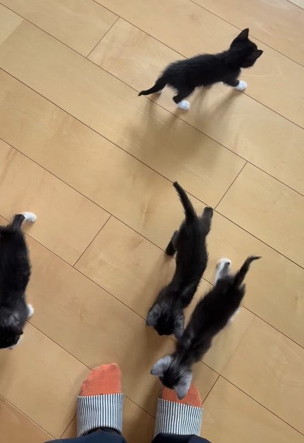 足元に寄って来る子猫たち