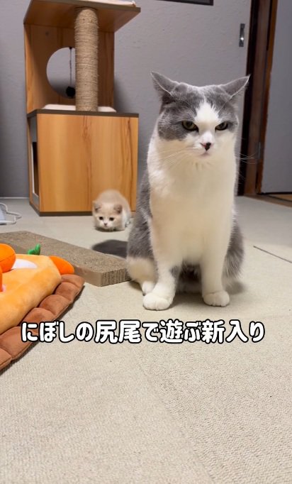 マンチカンの尻尾を狙う子猫