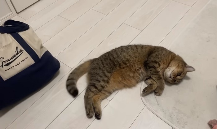 床に寝転がる猫