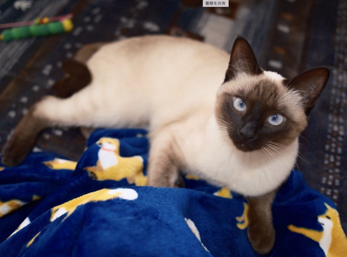 こちらを見つめる猫