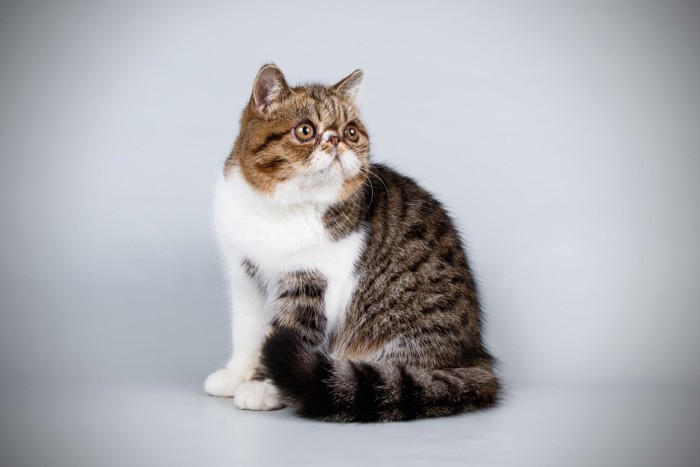 お座りしているエキゾチックショートヘア