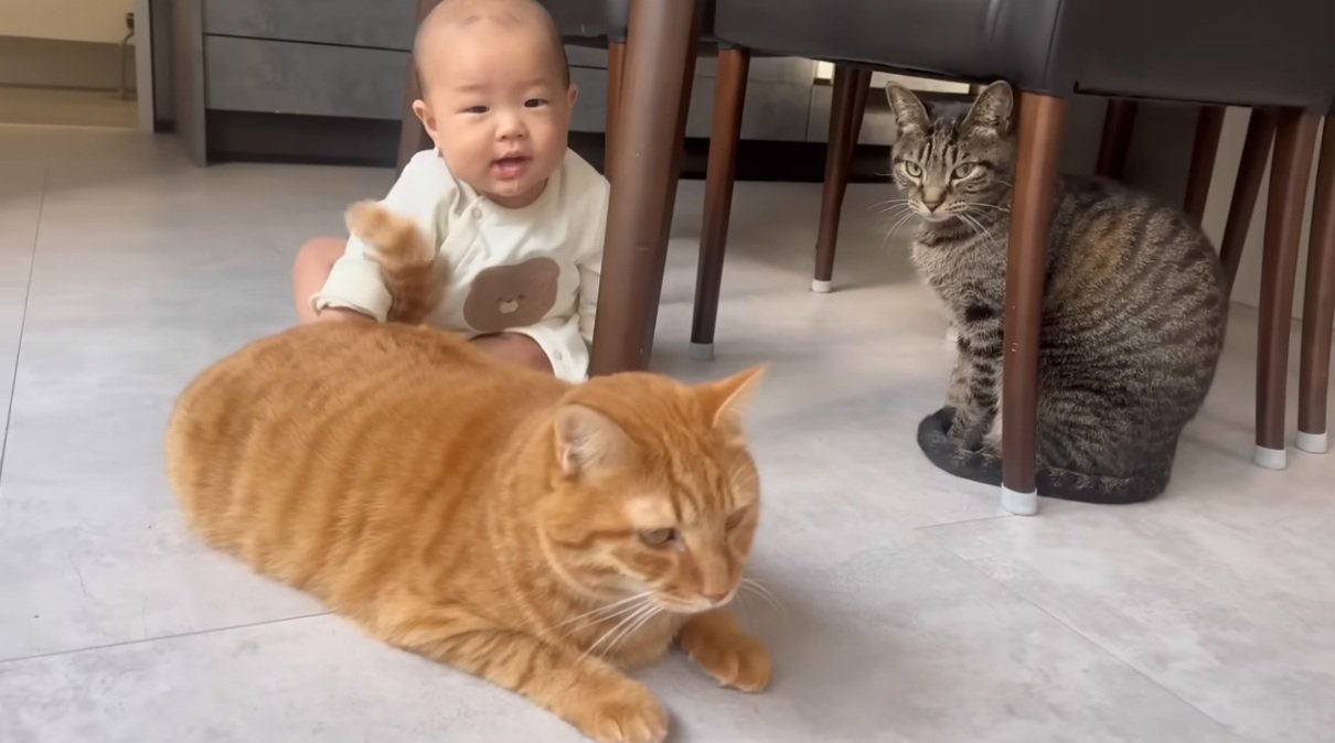 赤ちゃんのそばにいる猫2匹