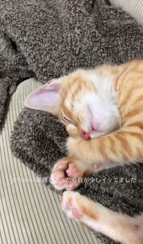 毛布の上で丸くなっている子猫（目を瞑っている角度）