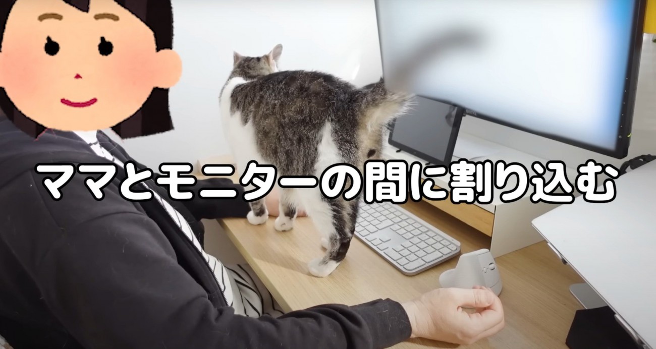 モニターの前に割り込む猫