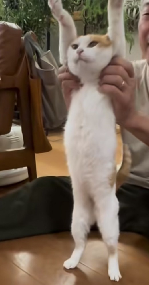 猫が伸びをする写真4