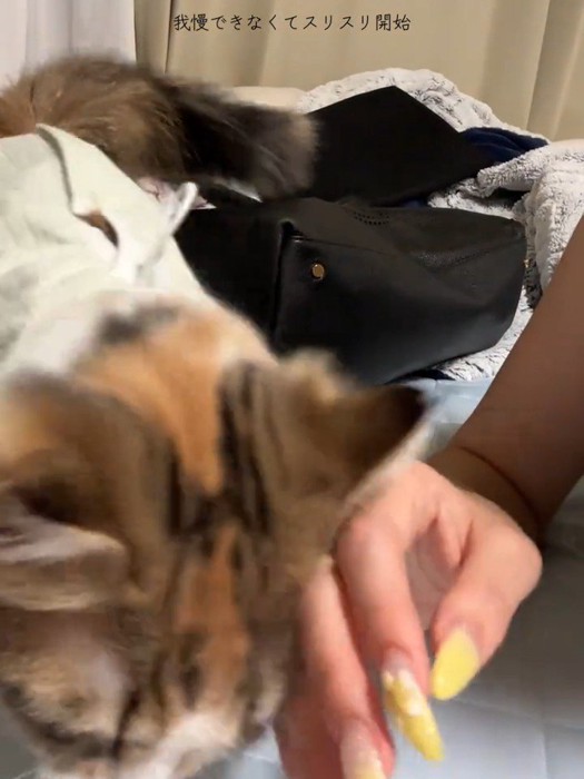人の手にスリスリする猫
