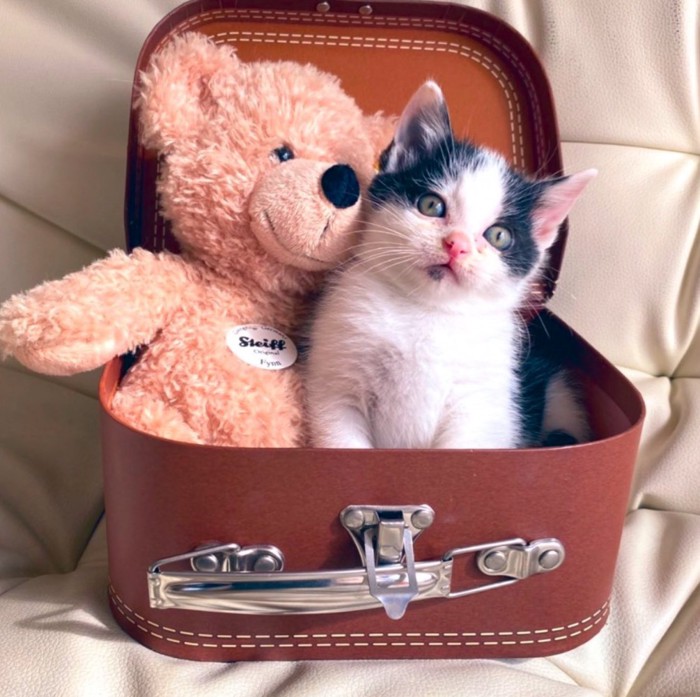 テディベアと子猫