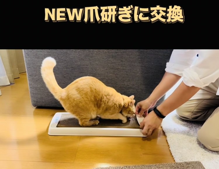 新しい爪研ぎで爪を研ぐ茶トラ猫