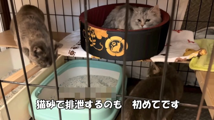 ケージの中にいる3匹の猫