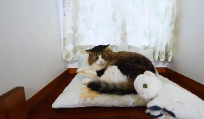 おもちゃを見る猫