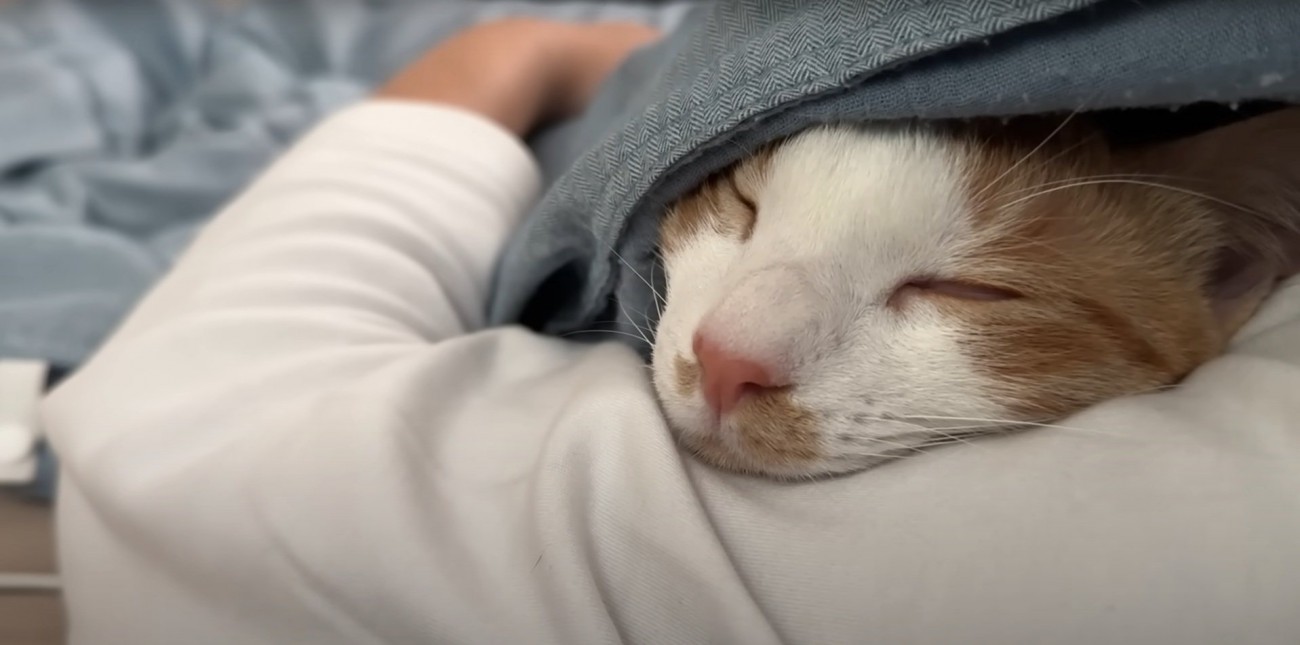 爆睡するチップくん