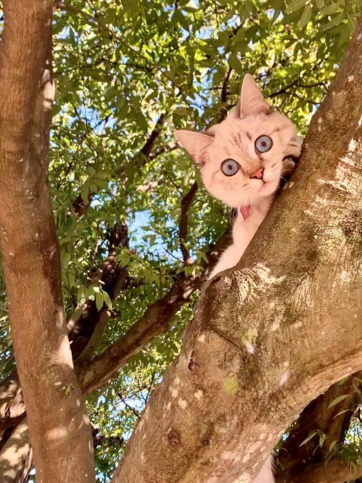 木の上にいる猫