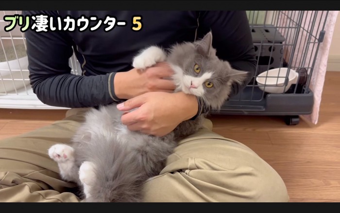 仰向けの猫