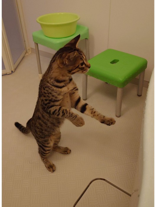 浴槽から前足を離す猫