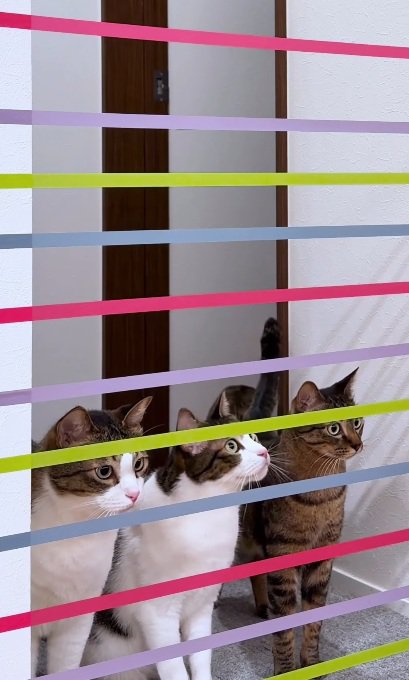 家の中に張ってあるテープを見る猫達