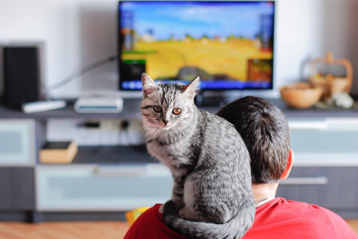 ゲームに夢中な猫の飼い主