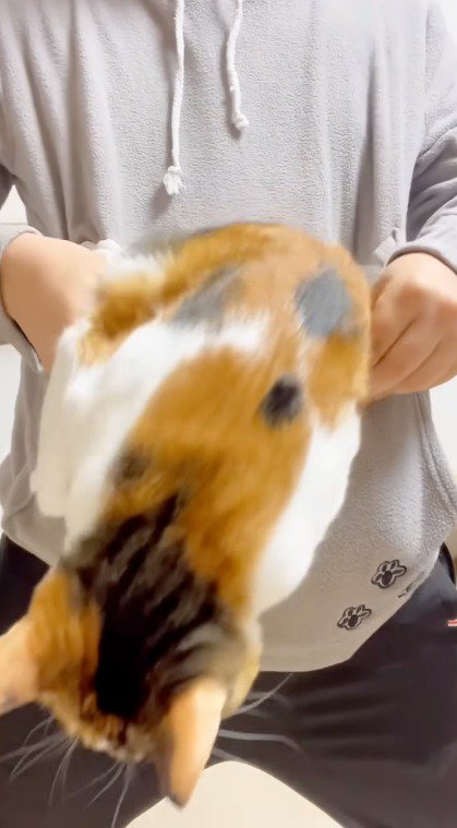 飼い主の腹部のポケットから飛び出す三毛猫