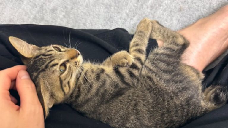 膝に乗っている子猫