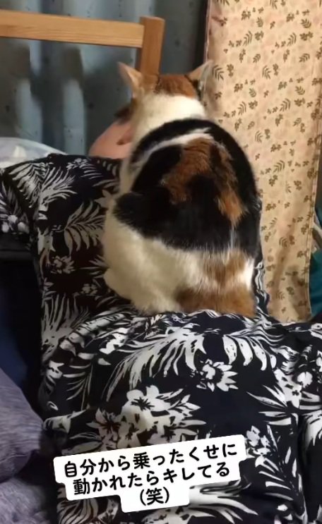 背中の上に乗っている猫