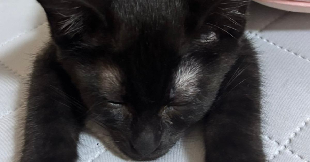 前足を開いてくつろぐ子猫