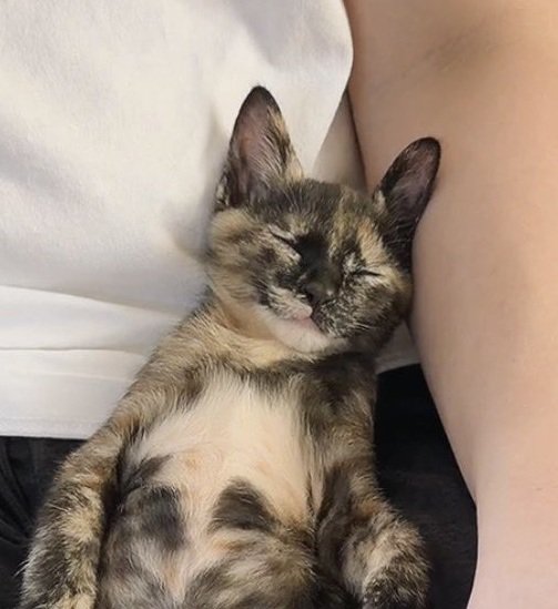 寝ている子猫