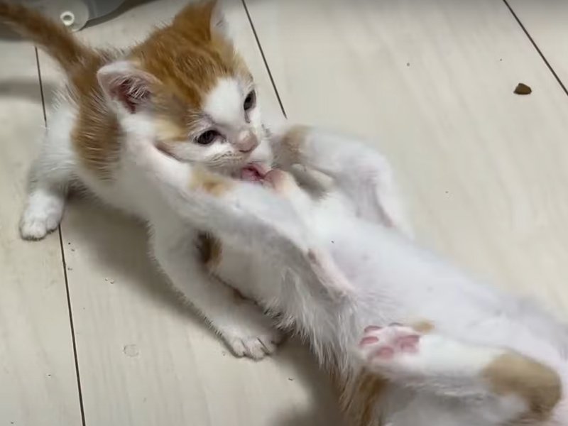 首にしがみつく子猫