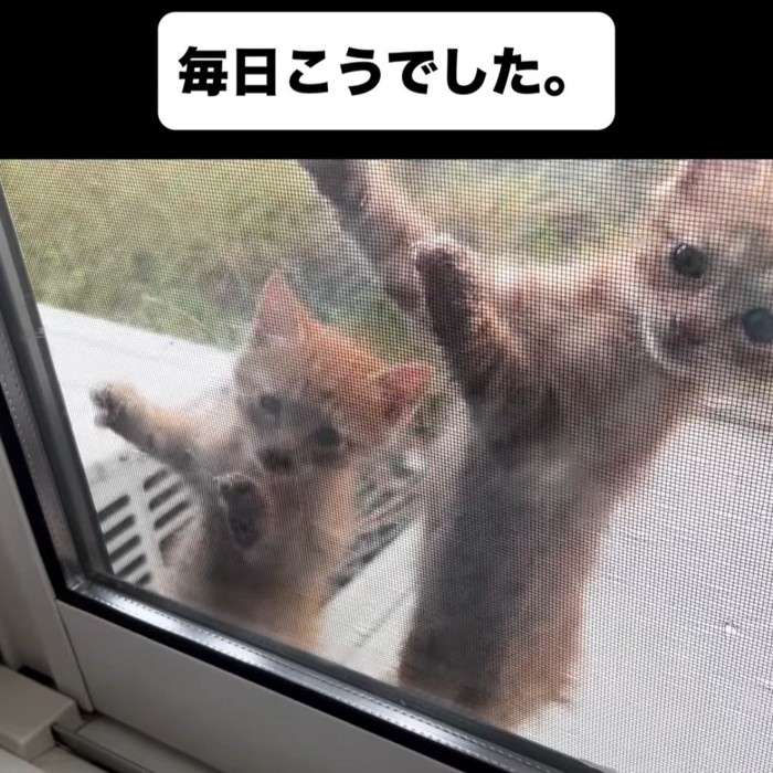 網戸に登る子猫たち