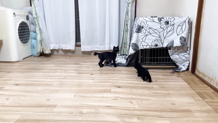 出てきた子猫姉弟