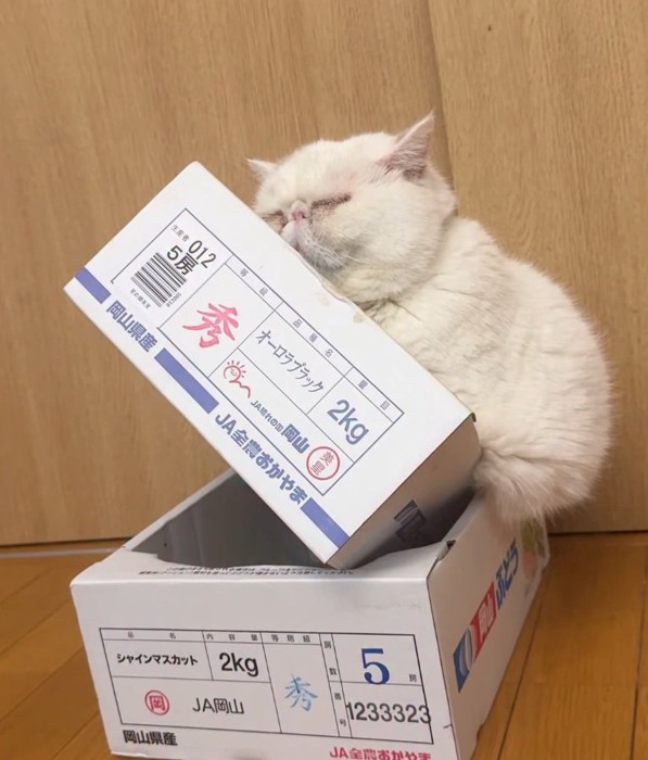 幸せそうな猫