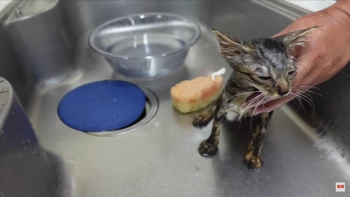 シンクにいる猫