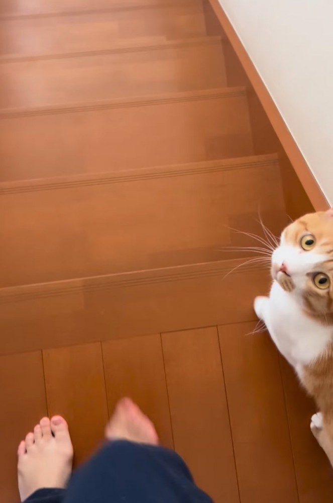 スタンバイする飼い猫