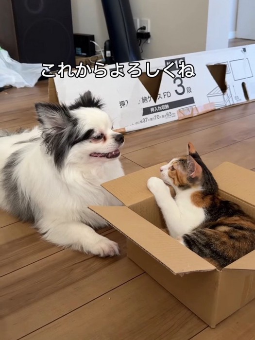 向かい合う猫と犬