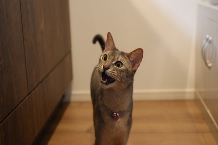 キッチンで鳴く猫