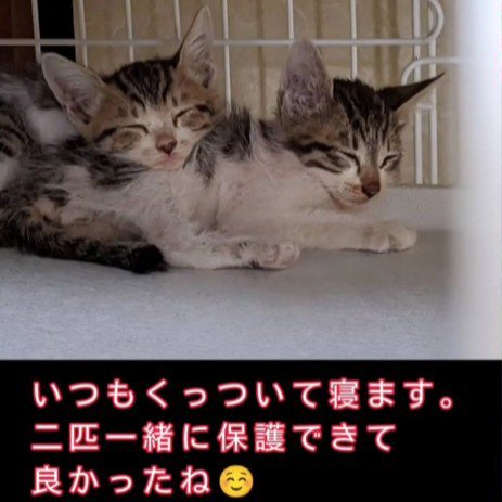 寝ている子猫たち